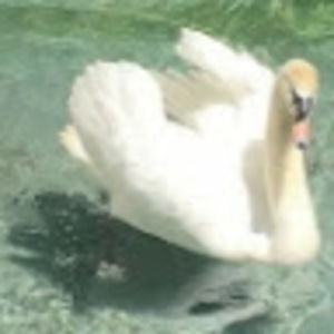 Meet your Posher, Leila